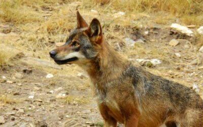 Un estudio liderado por el CSIC detecta gran variación en los niveles de endogamia del lobo ibérico