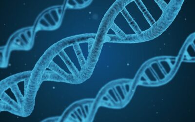 Un estudio internacional identifica nuevos genes relacionados con el riesgo de padecer una enfermedad rara que afecta a los vasos sanguíneos