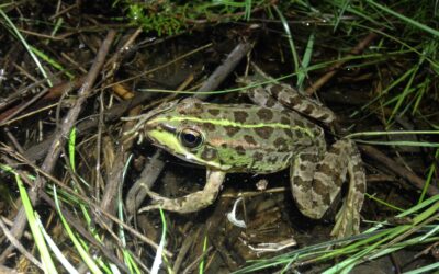La desecación de las lagunas arrincona a los anfibios de Doñana