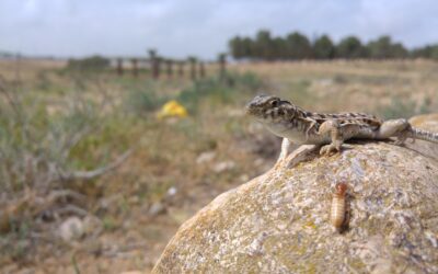 Un proyecto con participación del CSIC une a 33 países para secuenciar el genoma de las especies europeas